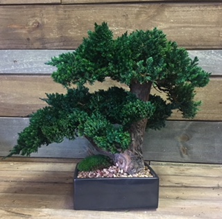 Bonsai